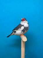 Zwartwang bonte zebravink man, Mâle, Oiseau tropical