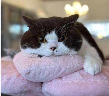 Chocolate Britse korthaar dekkater (niet te koop) kampioen beschikbaar voor biedingen