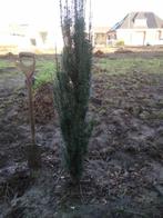 Taxus baccata fastigiata, Tuin en Terras, Ophalen, Lente, Zuilboom, 100 tot 250 cm