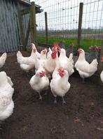 Broedeieren Poule de Bresse