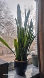 Gratis kamerplant te geef!, Ophalen