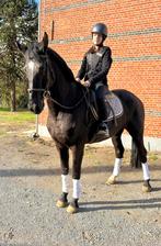 Toffe all-round zangersheide merrie, Dieren en Toebehoren, Merrie, Springpaard