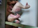 Vogels houtwerk, Antiek en Kunst, Ophalen