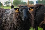 Ouessant schapen te koop - 11 ooien waarvan 2 lammetjes, Animaux & Accessoires, Moutons, Chèvres & Cochons, Mouton, Femelle