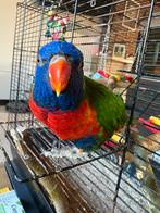 Lori is beetje tam, Dieren en Toebehoren, Tam