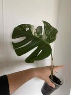 Monstera albo deliciosa #3, Huis en Inrichting, Ophalen of Verzenden