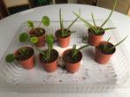 Assortiment kleinere plantjes, aloe, pannenkoek, vetplant, Huis en Inrichting, Kamerplanten, Ophalen of Verzenden, Vetplant