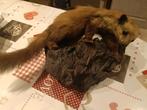 animaux empaillé, Verzamelen, Dierenverzamelingen, Ophalen, Zo goed als nieuw, Wild dier, Opgezet dier
