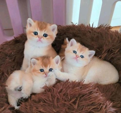 Britse korthaar kittens: point en Black golden shaded, Dieren en Toebehoren, Katten en Kittens | Raskatten | Korthaar, Meerdere dieren