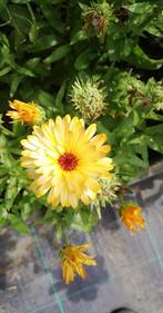 Gele goudsbloem, Ophalen