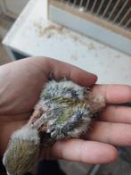 Agapornis roseicollie babys handtam, Animaux & Accessoires