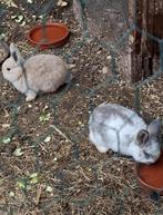 Twee jonge konijnen te koop €15per stuk gezond en speels, Dieren en Toebehoren, Konijnen