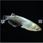 Mariage Kissing Wide-fin (Emerald-fin), Oryzias latipes var, Animaux & Accessoires, Poissons | Poissons d'aquarium