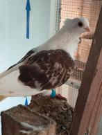 Koppel smierels, Dieren en Toebehoren