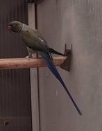 Halsband parkiet DF violet cobalt pastel/ Opaline wkws, Dieren en Toebehoren, Vogels | Parkieten en Papegaaien, Parkiet