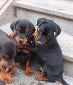 Chiots Doberman à vendre, Un chien, Belgique, 8 à 15 semaines, Éleveur | Loisir