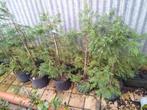 Cupressocyparis leylandii, Tuin en Terras, Ophalen, Conifeer, Haag, Minder dan 100 cm