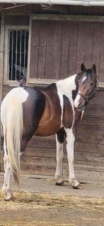 Magnifique etalon, Animaux & Accessoires, Vermifugé, Débourré, Moins de 160 cm, Étalon