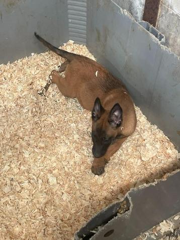 mechelse herder pups van zeer goede afkomst top bloedlijn ! beschikbaar voor biedingen