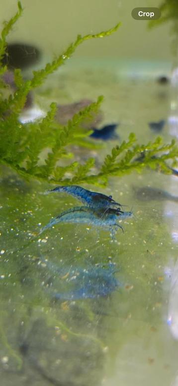 Blue dream shrimp beschikbaar voor biedingen