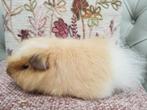 2  jonge ch Teddy beren ,cavias, Dieren en Toebehoren, Knaagdieren, Cavia, Mannelijk, Juli, Tam