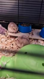 Hamsters + kooi en alle toebehoren, Dieren en Toebehoren, Ophalen, Kooi, 60 tot 90 cm, Minder dan 75 cm