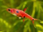 Boraras maculatus – Dwergrasbora - kleine nanovisjes, Poisson, Poisson d'eau douce, Banc de poissons