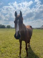 Gezocht: stalhulp Wervik, Dieren en Toebehoren, Stalling en Weidegang