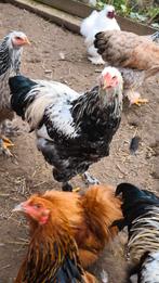 Brahma-haan, Dieren en Toebehoren, Mannelijk, Kip
