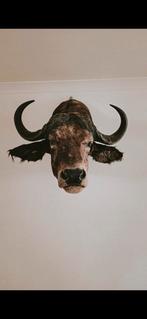 Authentieke opgezette Kaapse Buffel, Ophalen