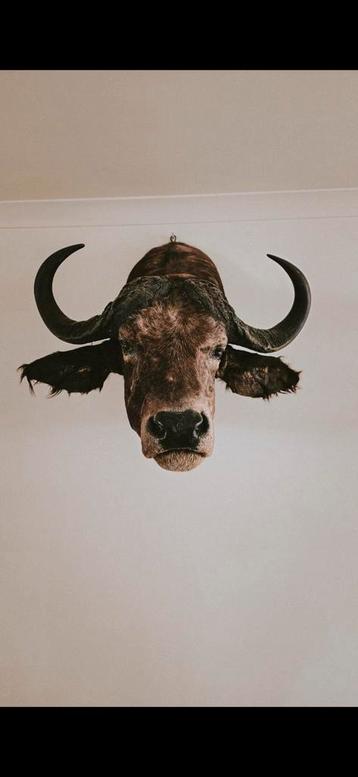 Authentieke opgezette Kaapse Buffel, Enlèvement