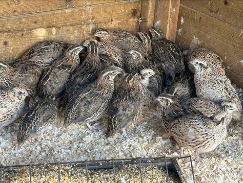 Japanse kwartels : hennen en hanen, Dieren en Toebehoren, Pluimvee