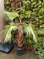 washingtonia robusta 1 meter stam, Tuin en Terras, Planten | Bomen, In pot, Zomer, Ophalen of Verzenden, Palmboom