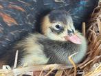 Indiche loopeendjes met kuifgen, Dieren en Toebehoren, Pluimvee