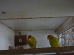 kakariki's, Animaux & Accessoires, Mâle, Perruche