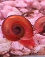 Escargot à cornes (Planorbarius corneus), différentes couleu, Animaux & Accessoires, Poissons | Poissons d'aquarium