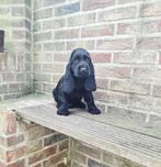 engelse cocker pups, Dieren en Toebehoren, België, CDV (hondenziekte), 8 tot 15 weken, Meerdere