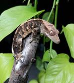 Tijger man wimpergekko, Dieren en Toebehoren, Overige soorten, Tam, 3 tot 6 jaar