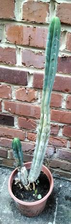 Zeer oude cactussen met een maximale hoogte van 80/85 cm met, Ophalen, Cactus, In pot, Minder dan 100 cm