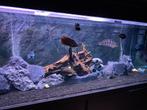 Aquarium 800 liter te koop, Ophalen, Gebruikt