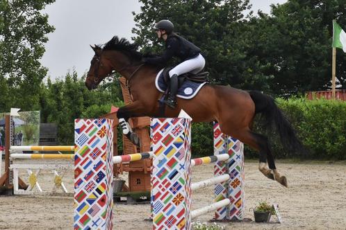 Eerlijke leermeester te koop, Animaux & Accessoires, Chevaux, Hongre, L, 165 à 170 cm, 11 ans ou plus, Cheval de saut, Avec pedigree