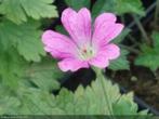 Geranium in grotere potmaat, Vaste plant, Halfschaduw, Zomer, Ophalen