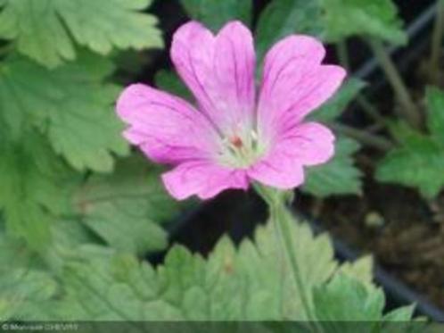 Geranium in grotere potmaat, Tuin en Terras, Planten | Tuinplanten, Vaste plant, Overige soorten, Halfschaduw, Zomer, Ophalen