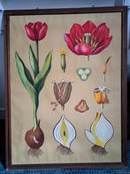 Prachtige vintage botanische schoolplaat van tulp, Ophalen