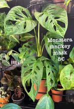 8€ monstera monkey mask, Moins de 100 cm, Autres espèces