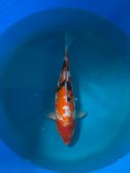 Japanse koi 25-30cm, Dieren en Toebehoren, Karper of Koi
