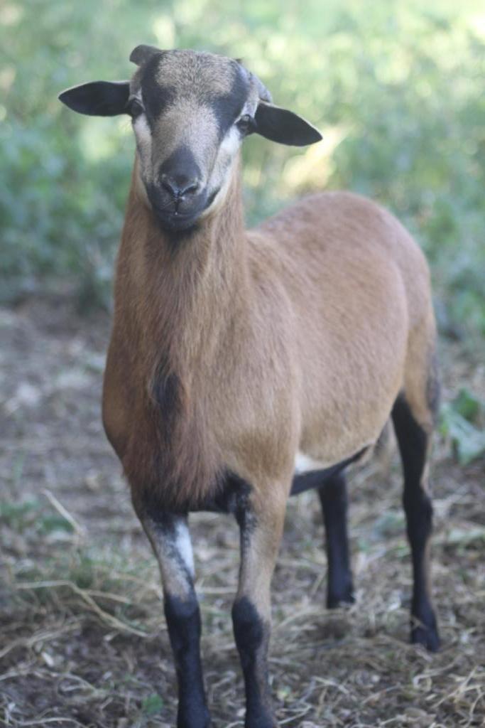 1 tamme Kameroenram(NIET voor slacht), Dieren en Toebehoren, Schapen, Geiten en Varkens, Schaap, Mannelijk, 0 tot 2 jaar