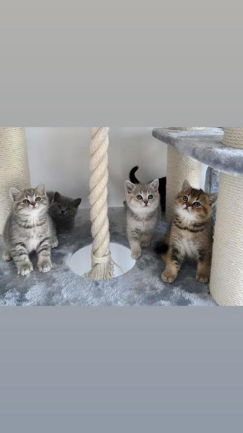 Britse korthaar kittens, Dieren en Toebehoren, Katten en Kittens | Raskatten | Korthaar, Meerdere dieren, 0 tot 2 jaar, Gechipt