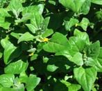 Épinards de Nouvelle-Zélande - 5 graines, Jardin & Terrasse, Envoi, Printemps, Graine