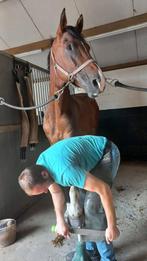 Bekappen van paarden, Dieren en Toebehoren